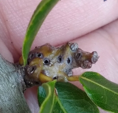 Andricus torreyaensis