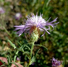 Centaurea trichocephala