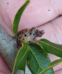 Andricus torreyaensis