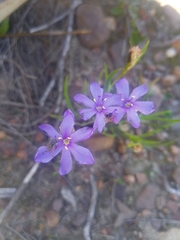 Aristea africana