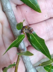 Andricus torreyaensis