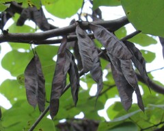 Cercis canadensis