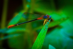Ceriagrion cerinorubellum