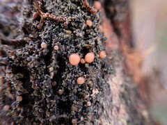 Pannariaceae