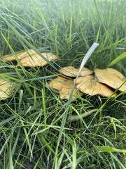 Lactarius deterrimus