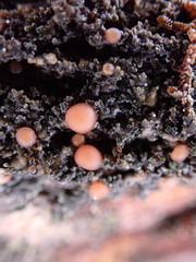 Pannariaceae