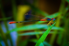 Ceriagrion cerinorubellum