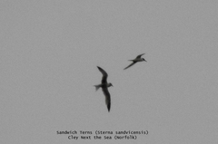 Thalasseus sandvicensis