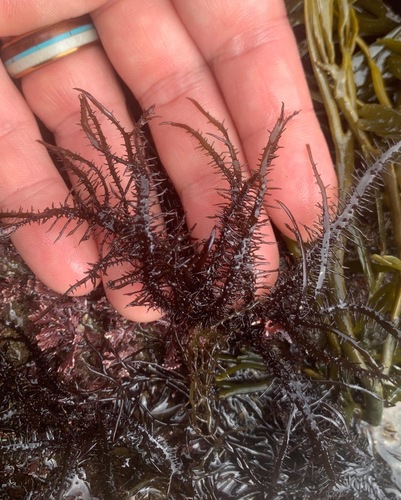 Mazzaella leptorhynchos observed 2022-09-10