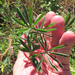 Lupinus latifolius