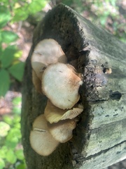 Crepidotus crocophyllus