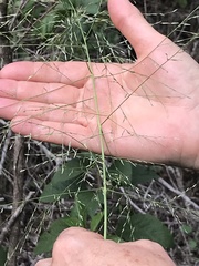 Eragrostis curtipedicellata