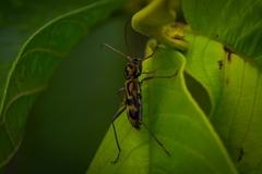 Chlorophorus annularis