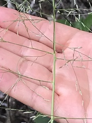 Eragrostis curtipedicellata