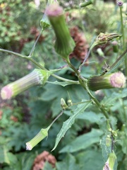 Erechtites hieraciifolius