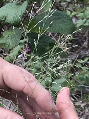 Eragrostis curtipedicellata