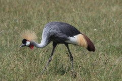 Balearica regulorum