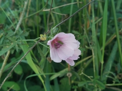 Althaea cannabina
