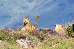 Panthera leo melanochaita