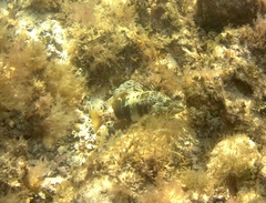 Serranus papilionaceus