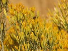 Dasysyrphus