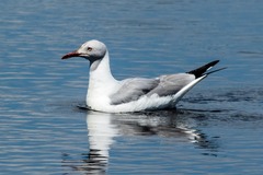 Chroicocephalus cirrocephalus