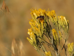Eristalis hirta