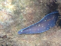 Muraena helena