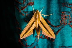 Theretra silhetensis