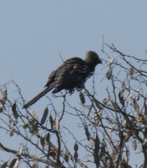 Corythaixoides concolor