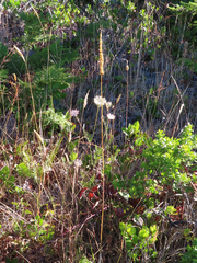 Elymus glaucus