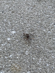 Leptoglossus oppositus