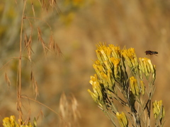 Dasysyrphus