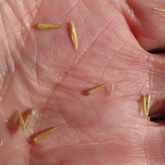 Elymus glaucus