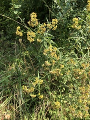 Euthamia graminifolia