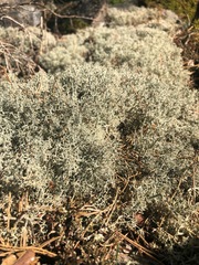 Cladonia ciliata