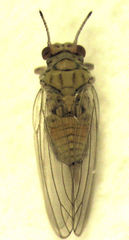 Cryptoneossa triangula