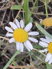 Tripleurospermum inodorum