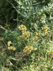 Euthamia graminifolia