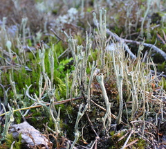 Cladonia rei