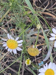 Tripleurospermum inodorum
