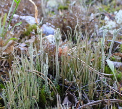 Cladonia rei