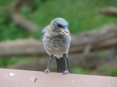 Aphelocoma wollweberi