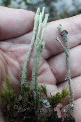 Cladonia rei