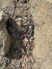 Lampropeltis knoblochi