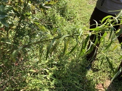 Euthamia graminifolia