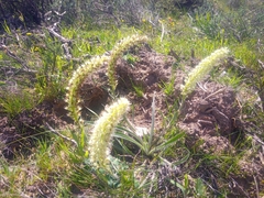 Echiostachys incanus