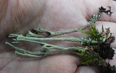 Cladonia rei