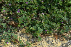 Kummerowia stipulacea