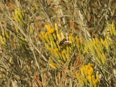 Eristalis hirta